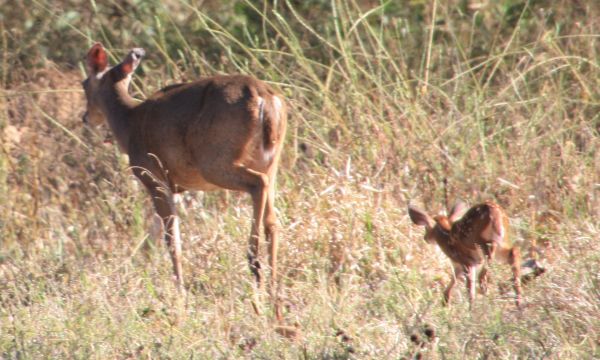 bambi