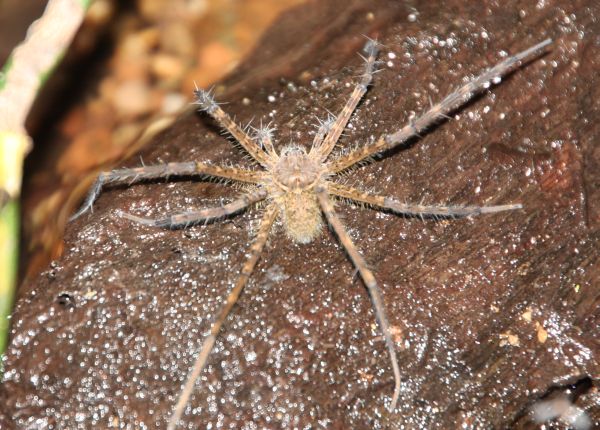 Banana spider