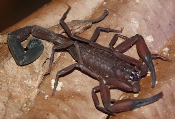 blue tail scorpion (ca. 15 cm groot)