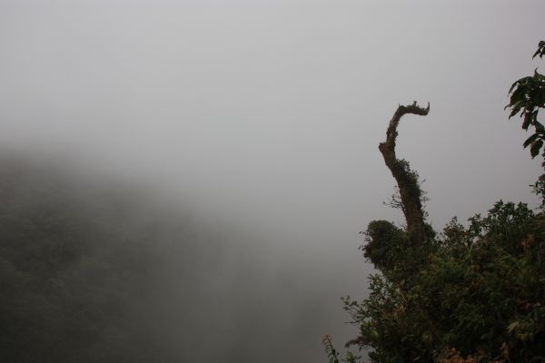 cloudforest