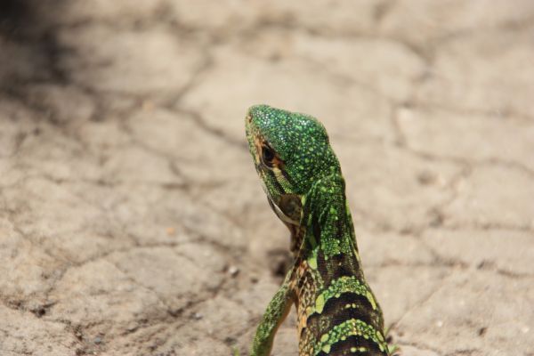 Gecko van circa 50 cm kwamen we tegen op hike