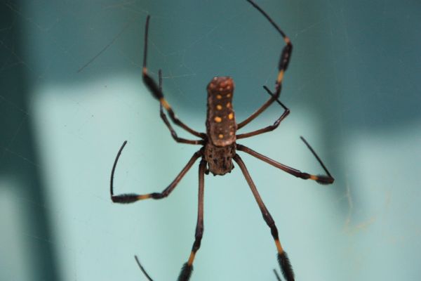 goldenweb spider (zo groot als een mensenhand)