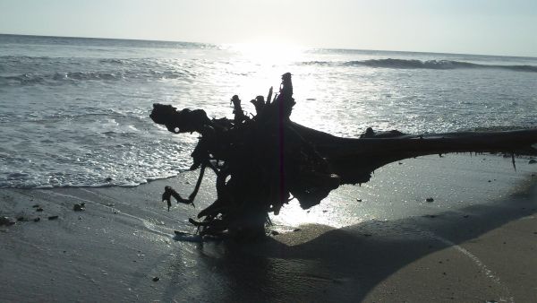 aangespoelde boom op mal pais beach