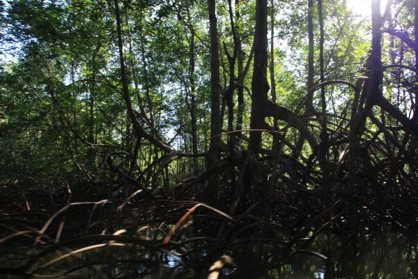 mangrove