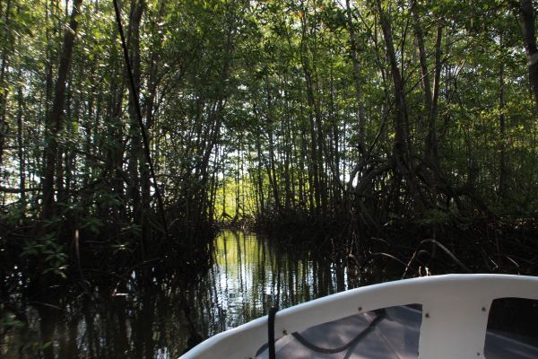 mangrove2