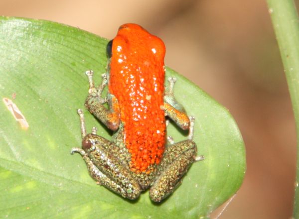 poison dart frog