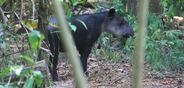 baby tapir