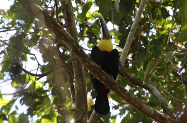 toekan corcovado