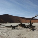 namib thumb8